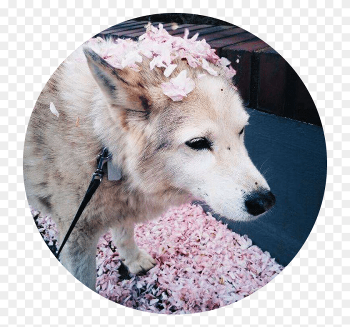 Japan Aesthetic Animemanga Tumblr Dog Dogge Aesthetic Animals, Pet, Canine, Animal HD PNG ... Japan Aesthetic Animemanga Tumblr Dog Dogge Aesthetic Animals, Pet, Canine, Animal HD PNG ...